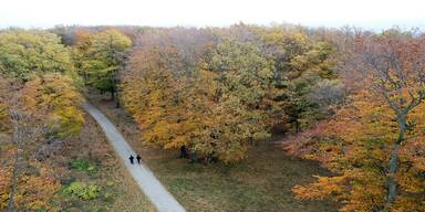 Lainzer Tiergarten, wald, herbst, laub, bunte farben