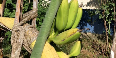 Bananen in Wien-Penzing