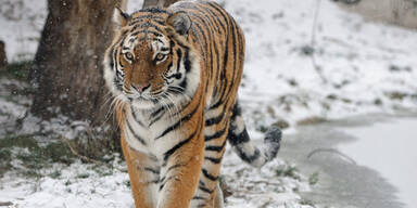 PA_Tiger.jpg