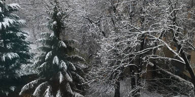 Schnee Wien