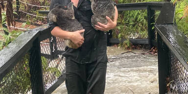Koalas Australien Regen 