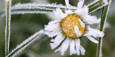 Winter Frost Gänseblümchen Raureif