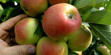 apfel