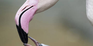 Flamingo Schönbrunn