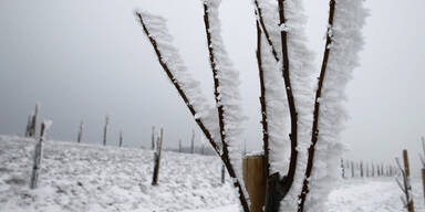 frost4299.jpg