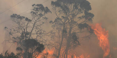 Waldbrände wüten bei Sydney